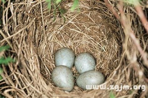 夢到鳥蛋|夢見鳥蛋是什麽意思